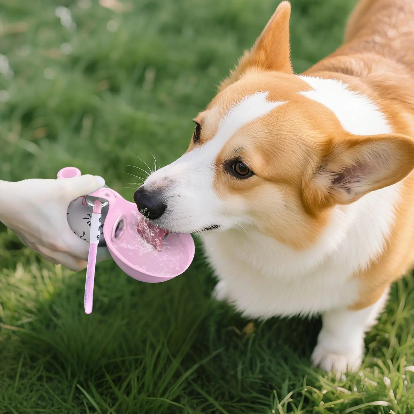 Portable Pet Water Bottle for Small Dogs – Stainless Steel & Silicone Travel Bottle