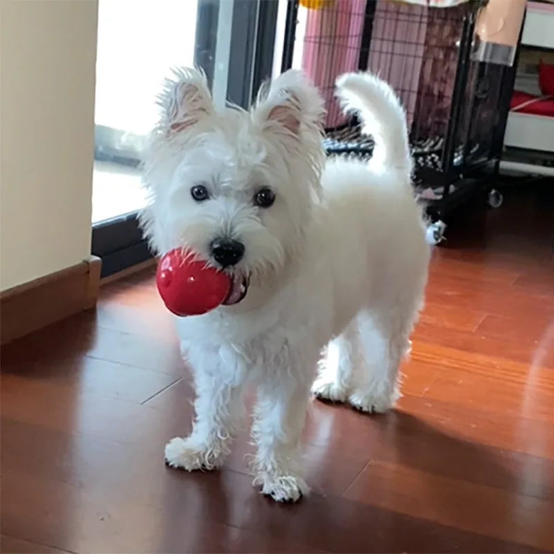 CAITEC Dog Toy Amazing Squeaker Ball Durable Floatable Springy Bite Resistant Best for Tossing Chasing For aging Medium Large Dog