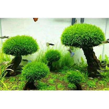 Artificial Driftwood Aquarium Decor – Tree Root Ornament for Fish Tanks (No Moss)