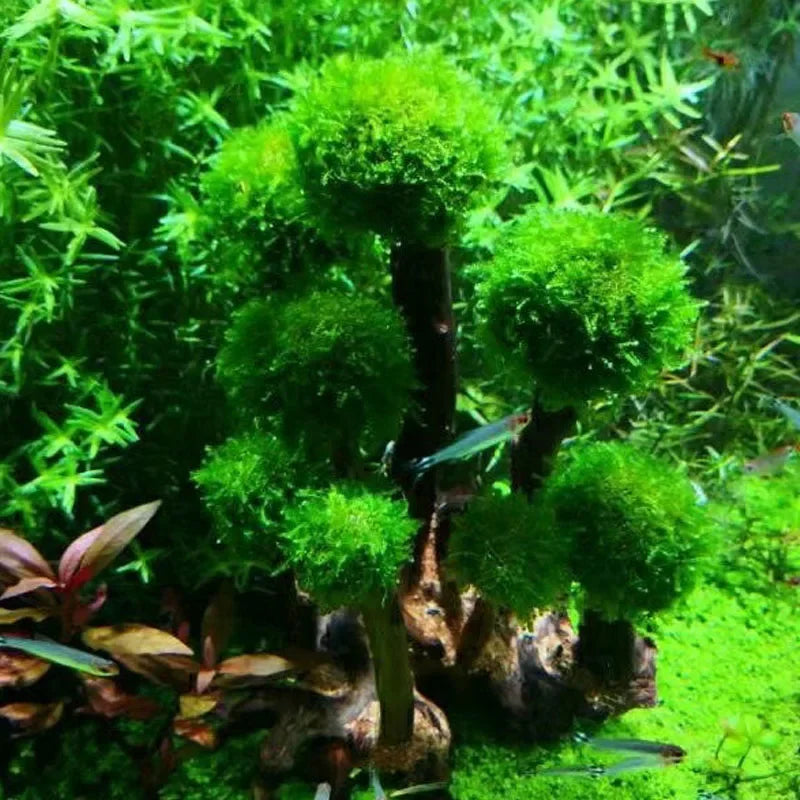 Artificial Driftwood Aquarium Decor – Tree Root Ornament for Fish Tanks (No Moss)
