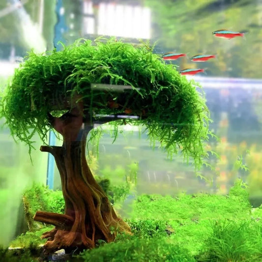 Artificial Driftwood Aquarium Decor – Tree Root Ornament for Fish Tanks (No Moss)