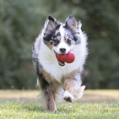 Long-Lasting Rubber Dog Toy – Classic Chew Toy for Dogs of All Sizes