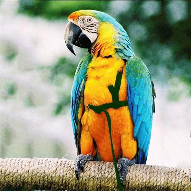 Bird Training Leash & Harness – Anti-Bite Flying Rope for Parrots and Small Birds