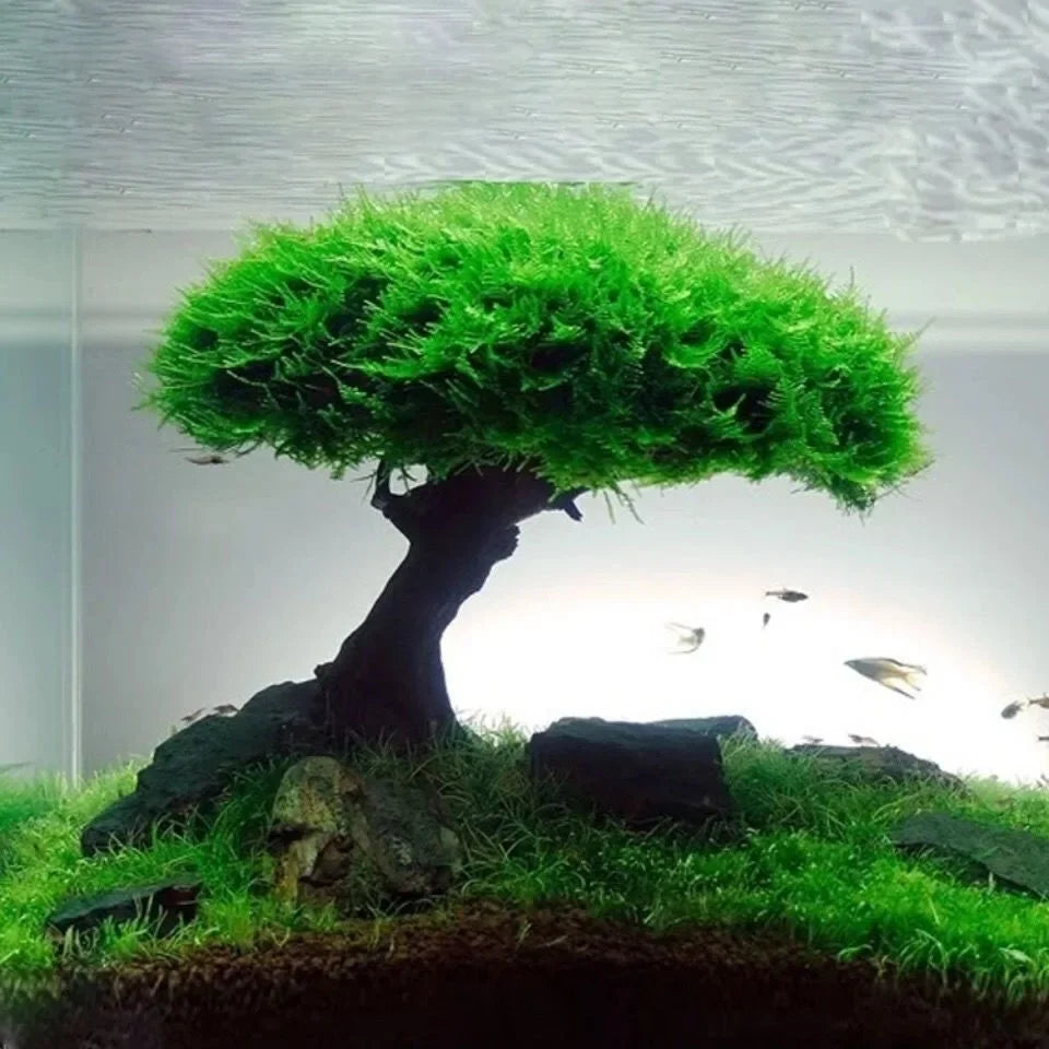 Artificial Driftwood Aquarium Decor – Tree Root Ornament for Fish Tanks (No Moss)