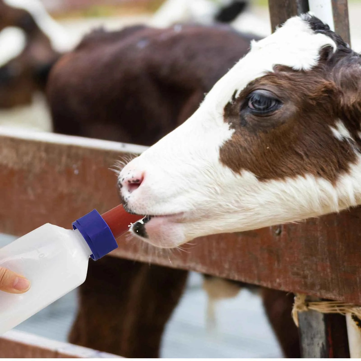 1/2PCS 500ml/1000ml Sheep Lamb Bottle Calf Piglet Feeding Bottle Calf Milk Feeder Bottle with Nipple Farm Animals Feeding