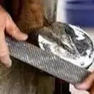 Professional Horse Hoof Tools – Farrier Kit with Hoof Rasp, Nippers & Knife